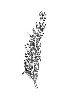 Rosemary Line Art