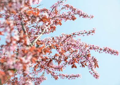 Cherry Blossom Tree