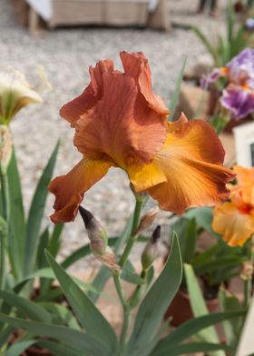 iris in bloom