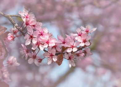 Cherry Blossom Tree