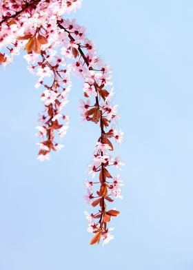 Cherry Blossom Tree