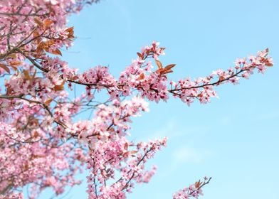 Cherry Blossom Tree