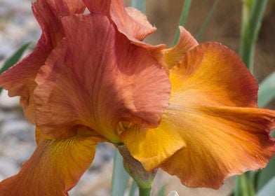 iris in bloom