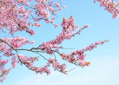 Cherry Blossom Tree