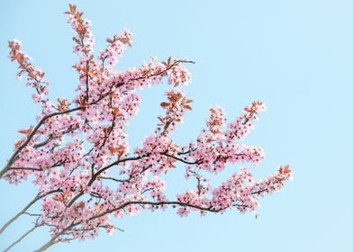 Cherry Blossom Tree