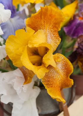 iris in bloom