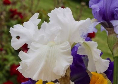 iris in bloom