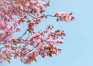 Cherry Blossom Tree