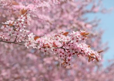 Cherry Blossom Tree