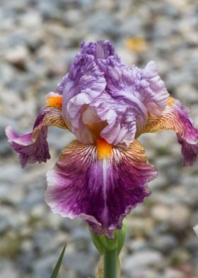 iris in bloom