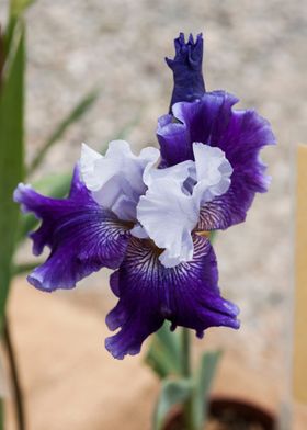 iris in bloom