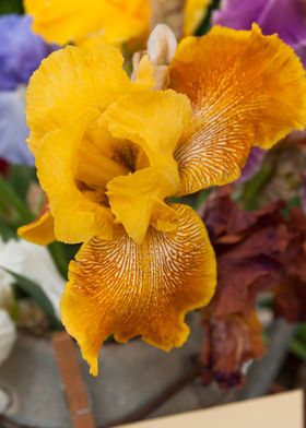 iris in bloom