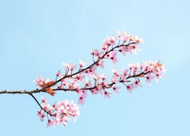 Cherry Blossom Tree