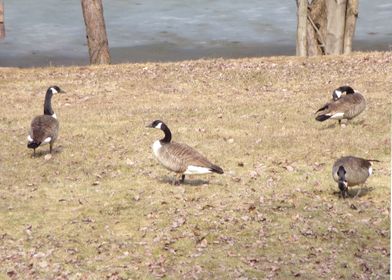 Canadian Geese