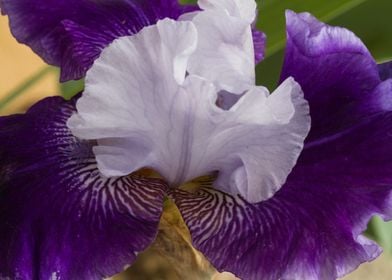 iris in bloom