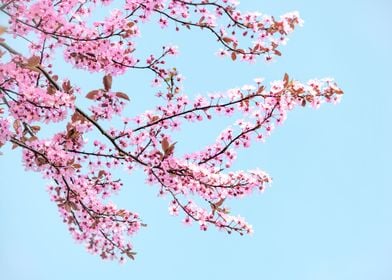 Cherry Blossom Tree