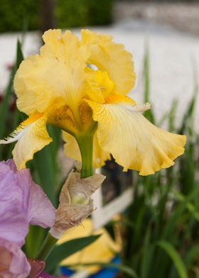 iris in bloom