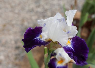 iris in bloom