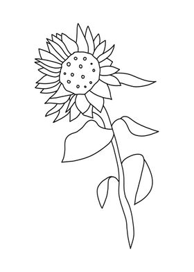 Sunflower Line Art