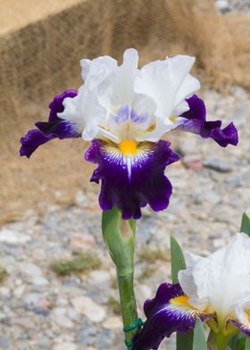 iris in bloom