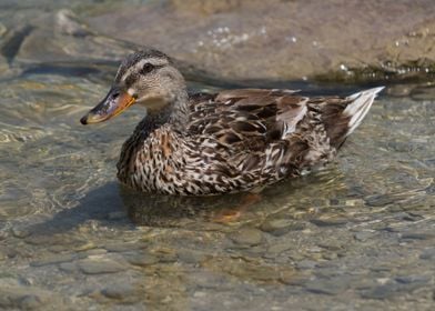 cute duck in the farm