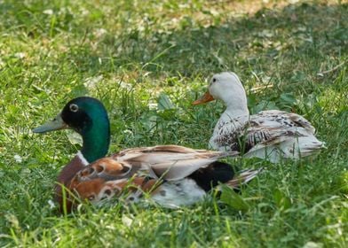 cute duck in the farm