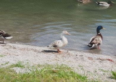 cute duck in the farm