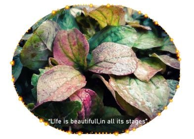 Life beauty in autumn