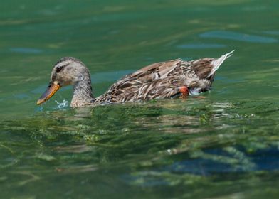 cute duck in the farm