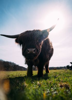 Scottish highlander cow