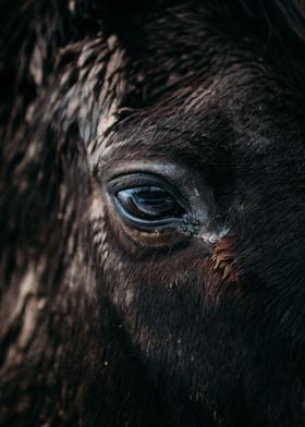 Closeup of horse eye