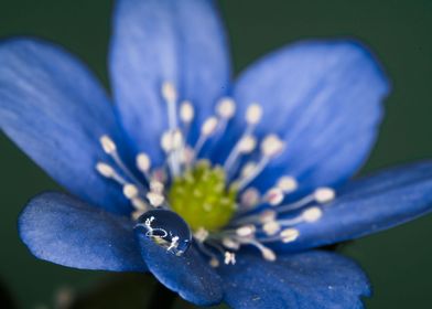 water drops on flowers