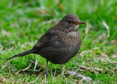 turdus merula common black