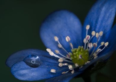 water drops on flowers