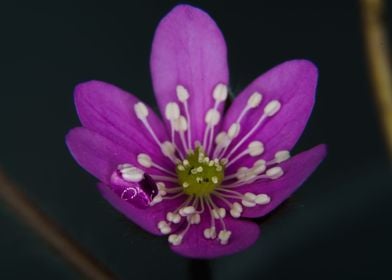 water drops on flowers