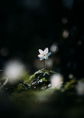 Moody flower closeup