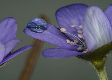 purple flower with water 