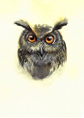  Owl