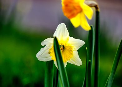 Yellow and white daffodils