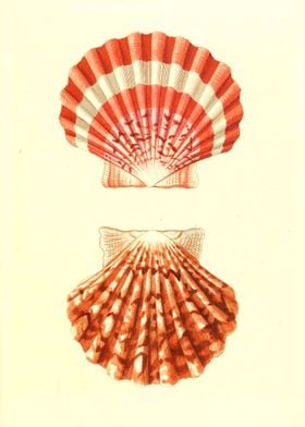 Vintage Shell Nautical