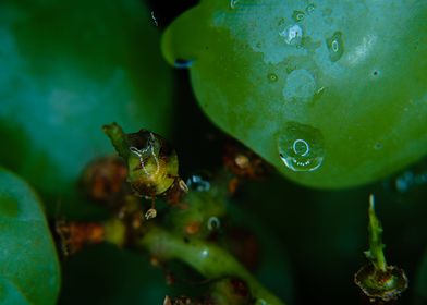 water drops on grapes