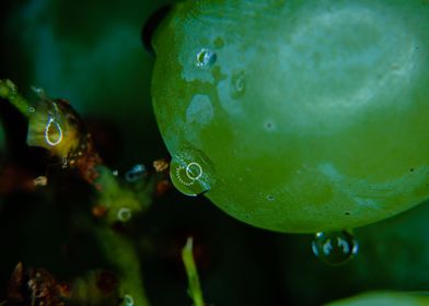 water drops on grapes