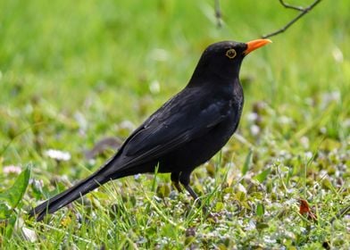 turdus merula common black