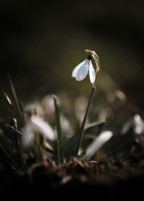 Moody dark flower macro