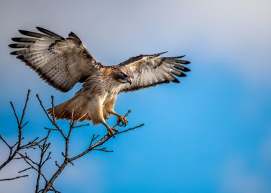 bird to tree blue