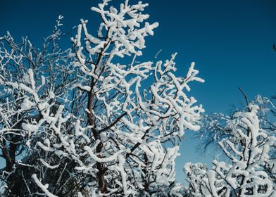 tree snow blue white