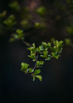 Moody dark plant closeup