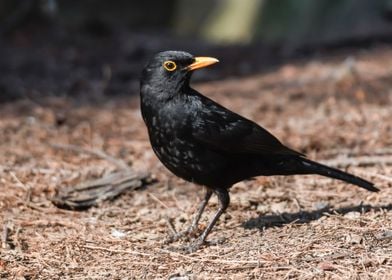 turdus merula common black