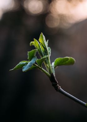 Late sunset plant macro