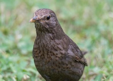 turdus merula common black